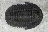 Two Detailed Gerastos Trilobite Fossils - Morocco #119012-2